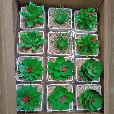 Mini Succulent Plants